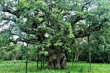 Major Oak Sherwood Forest